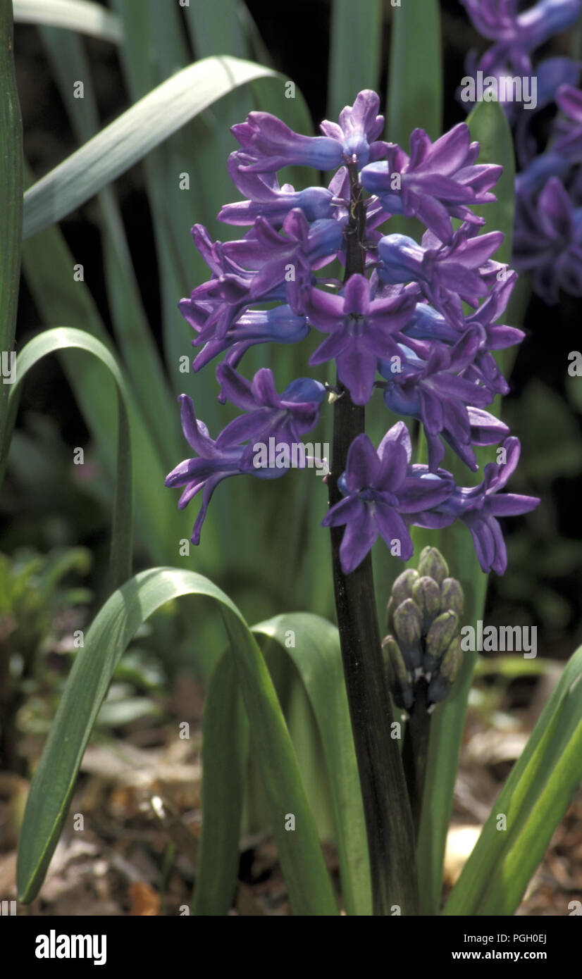Mauve Hyacinth flower growing Stock Photo