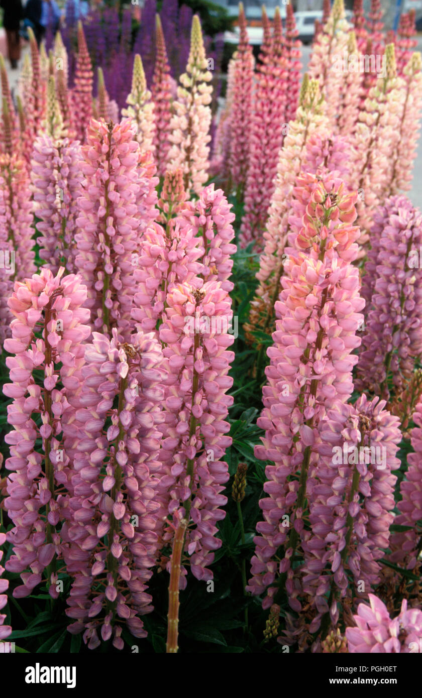 LUPINS (LUPINUS POLYPHYLLUS) RUSSELL HYBRIDS Stock Photo