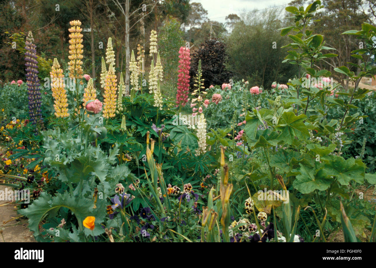 LUPINS (LUPINUS POLYPHYLLUS) RUSSELL HYBRIDS IN COTTAGE GARDEN Stock Photo