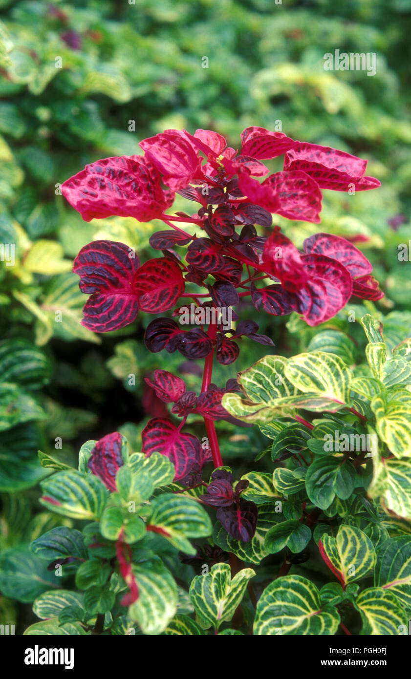 Iresine is a genus of flowering plant in the Amaranth family. Common names Bloodleaf, Beefsteak, beetroot and chicken gizzard. Stock Photo