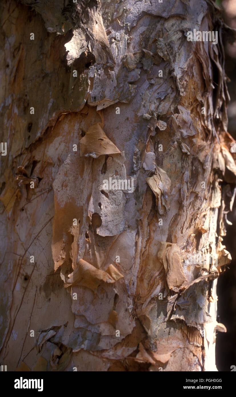 TRUNK OF THE PAPERBARK TREE (MELALEUCA QUINQUENERVIA) AUSTRALIA Stock Photo
