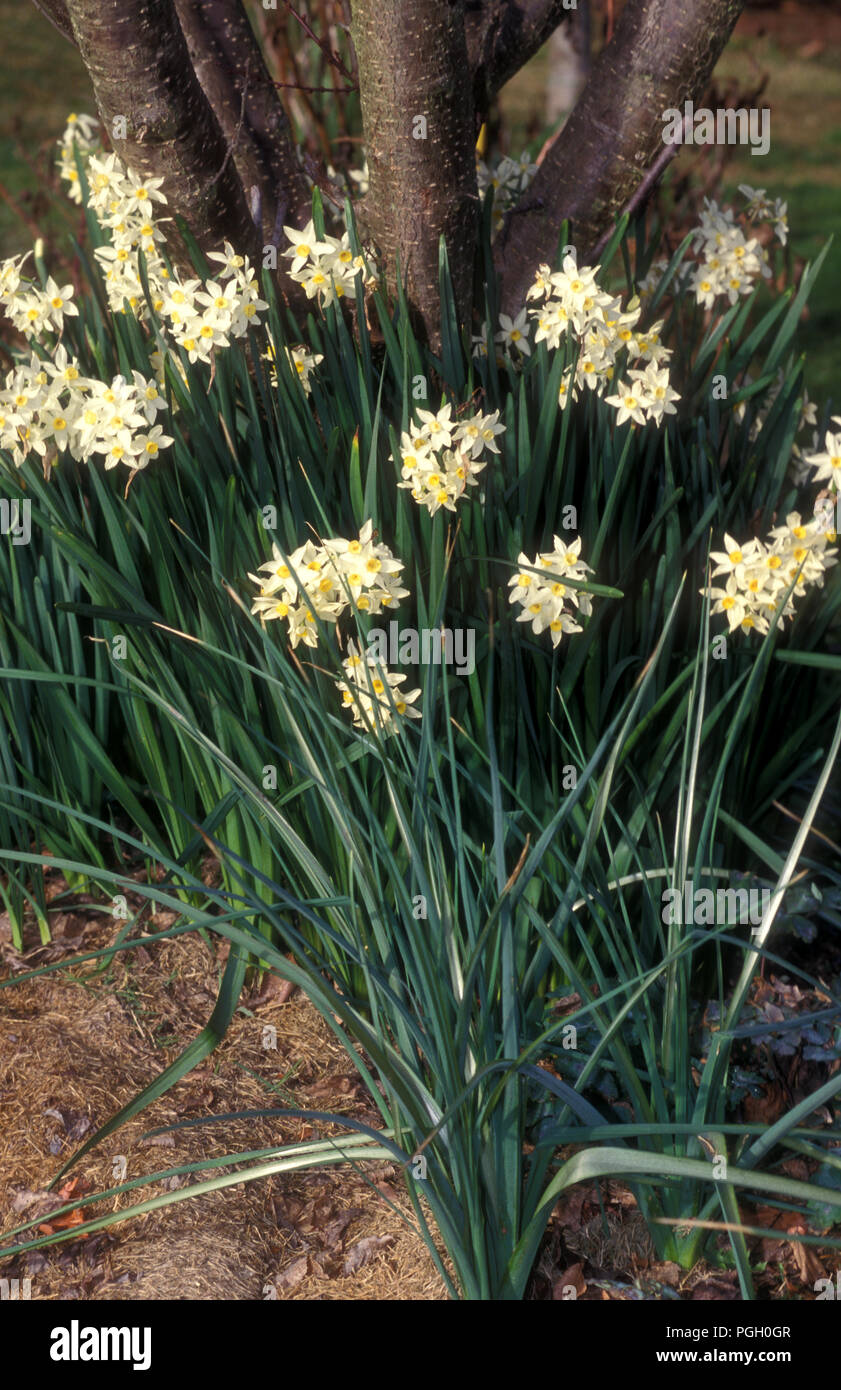 Jonquils (Narcissus hybrids) growing.  A favourite in every garden, an early flowering bulb starting from mid winter Stock Photo