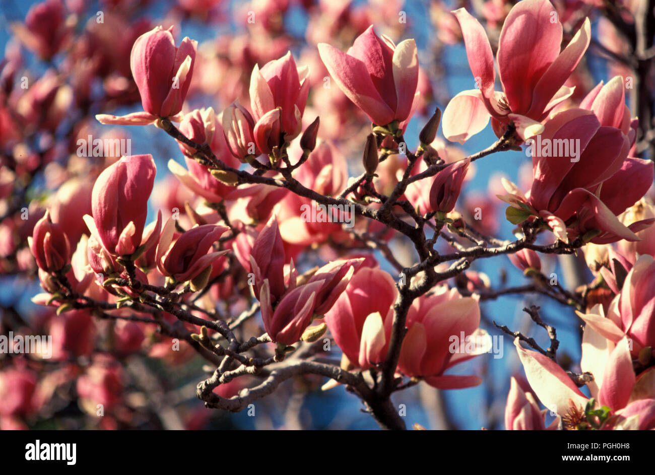 FLOWERS OF THE MAGNOLIA (SOULANGEANA) TREE Stock Photo Alamy