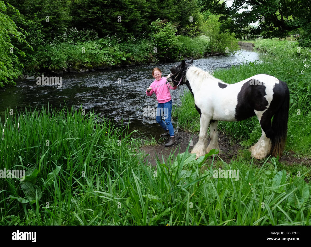 "You can take a horse to water...." Six Mile Water, Ballyclare, Northern Ireland Stock Photo Alamy