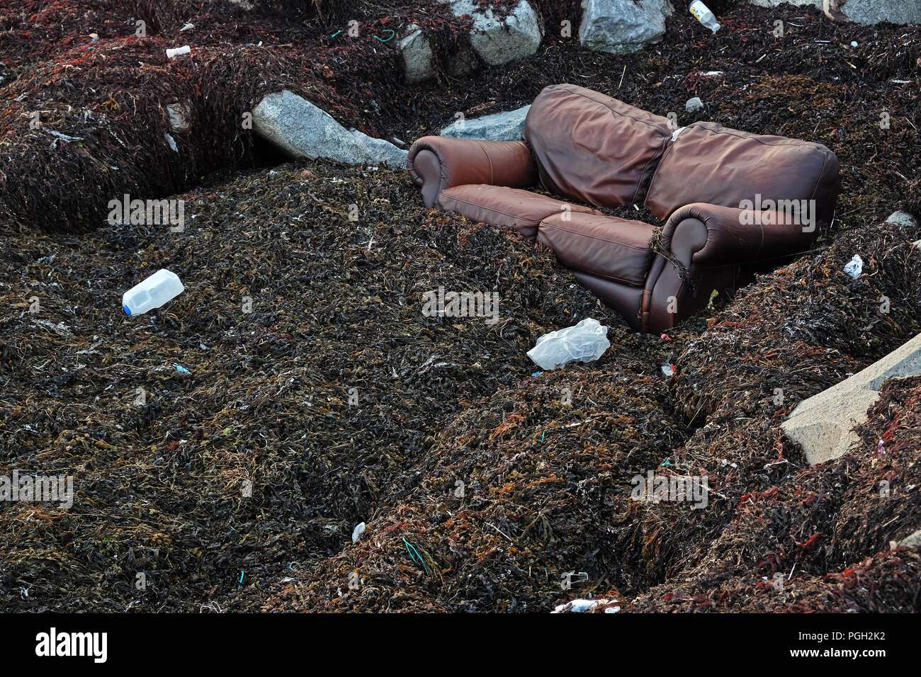 Brown leather sofa amongst seaweed on beach in Galway. Stock Photo