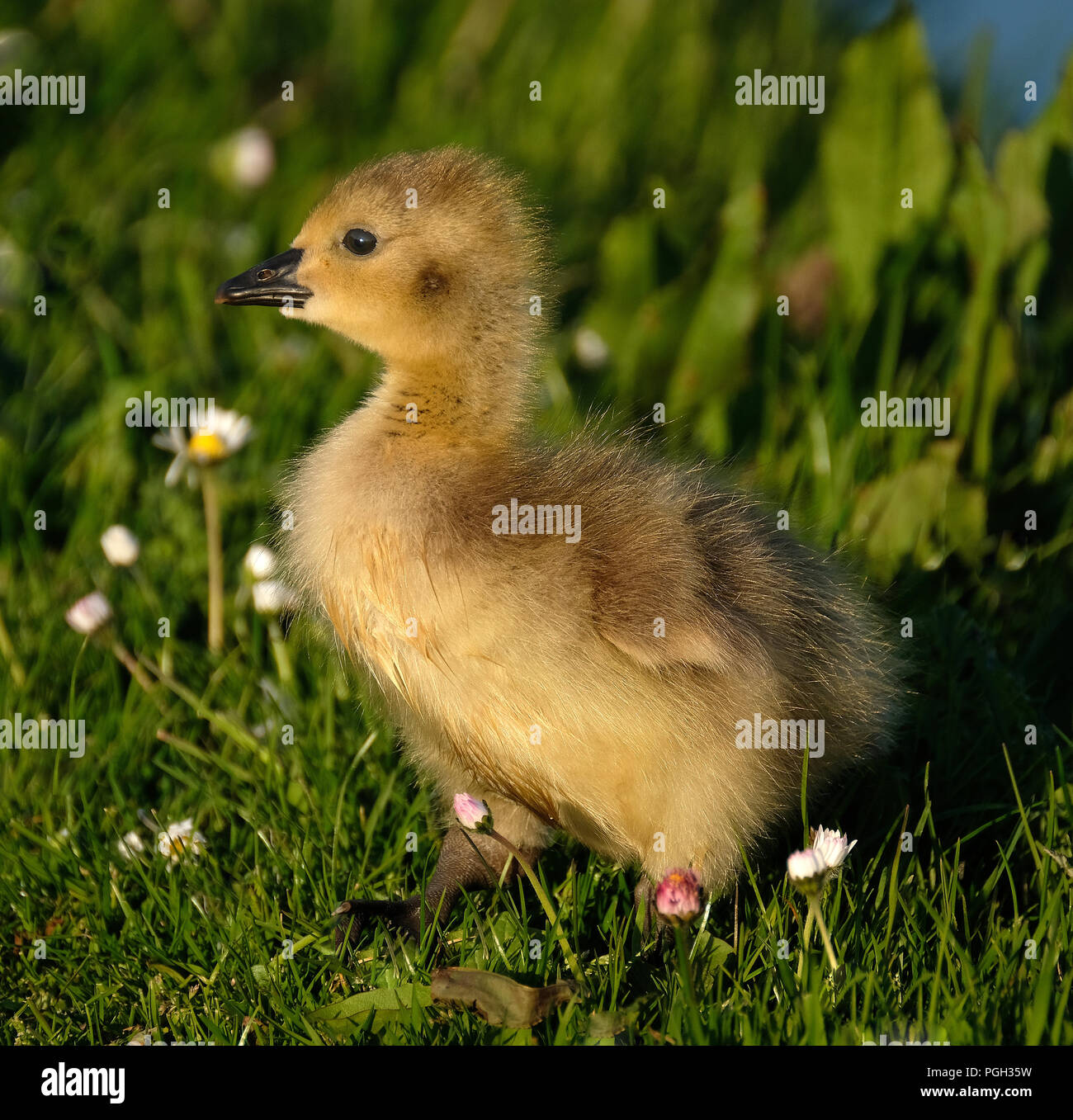Baby Canada Geese. Stock Photo