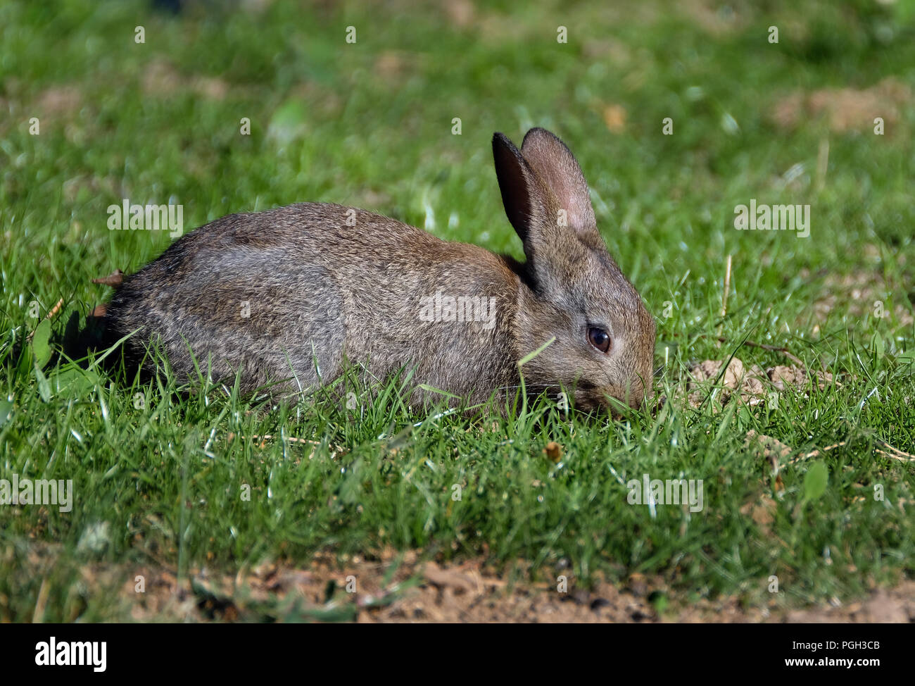 Half grown wild rabbit eating grass Stock Photo Alamy