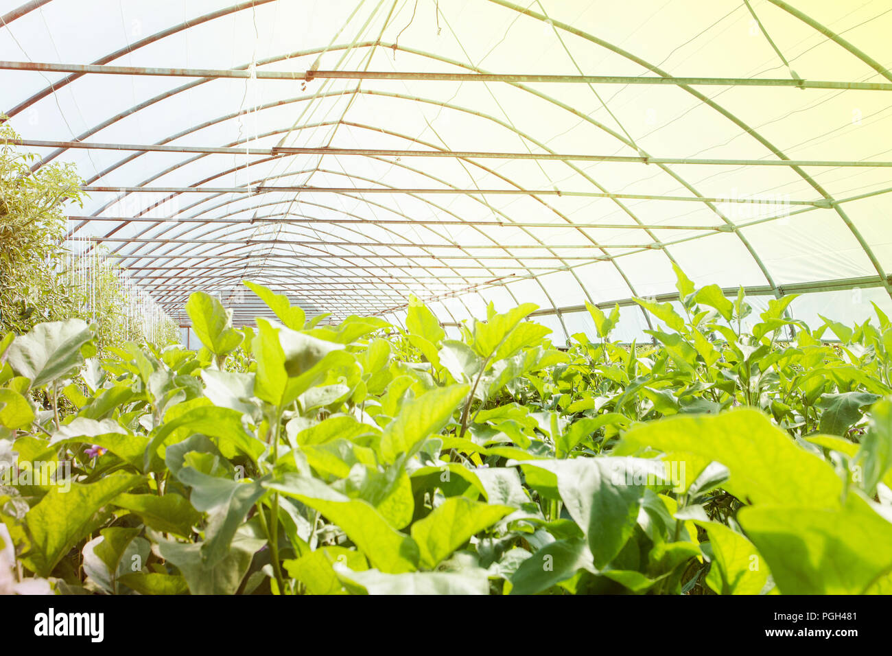 Organic greenhouse. Young plants growing in very large plant in