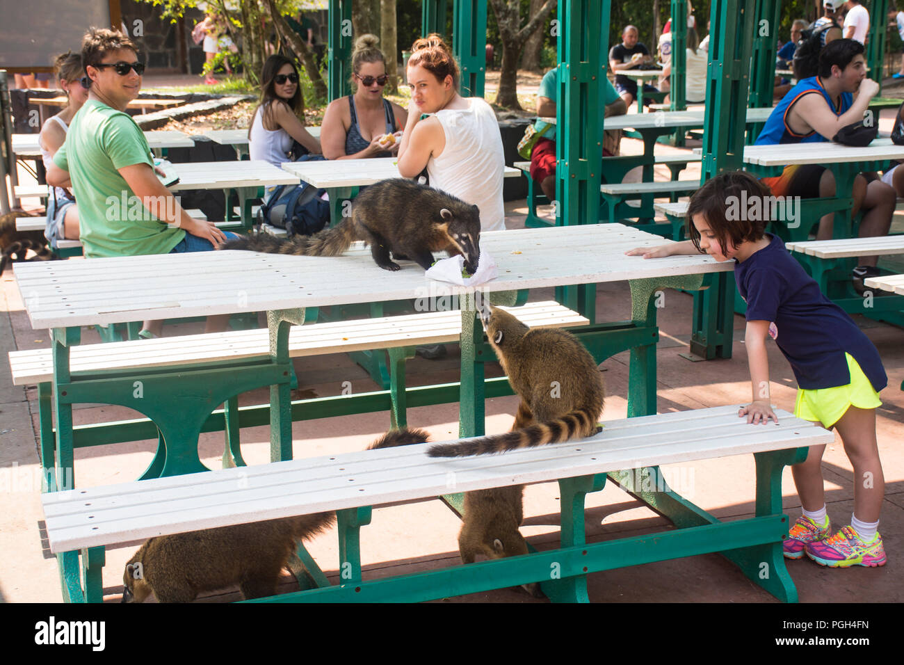 South American coatis (Nasua nasua) looking for food among tourists Stock Photo