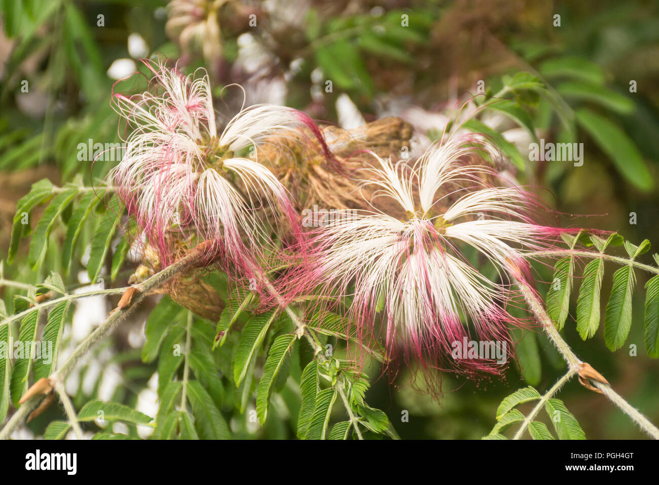 Calliandra foliolosa flowers, Iguazu, Argentina Stock Photo