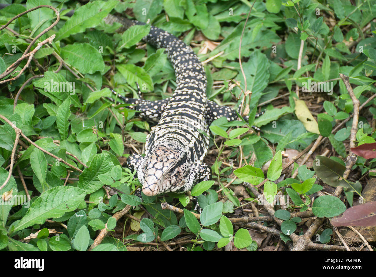 Argentine black and white tegu lizard (Salvator merianae), Iguazu National Park, Misiones, Argentina Stock Photo