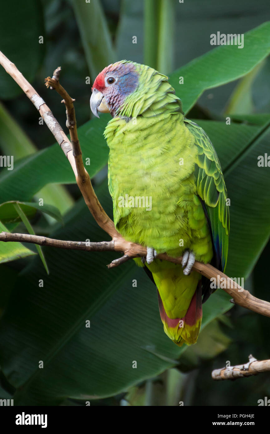 Northern Festive Amazon (Amazona festiva modini) perched in a branch. Foz do Iguacu, Brazil, South America Stock Photo