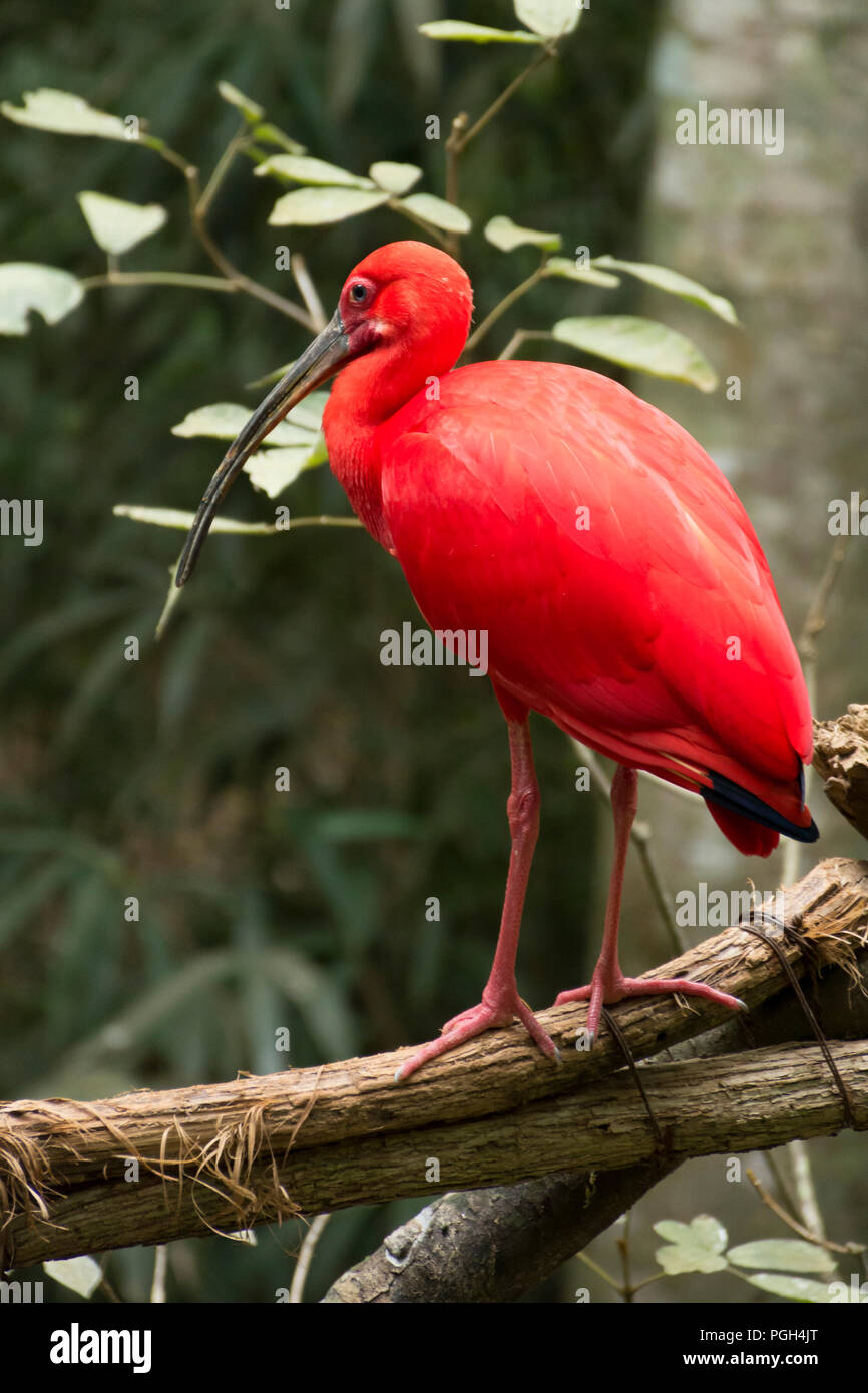 Scarlet ibis (eudocimus ruber) perched on a branch. Bird Park, Foz do Iguacu, Brazil, South America Stock Photo