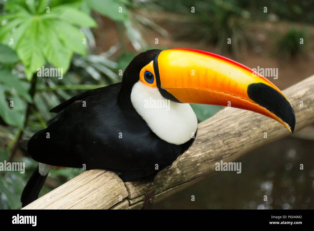 Toco toucan or common toucan (Ramphastos toco) at Bird Park, Foz do Iguacu, Brazil, South America Stock Photo