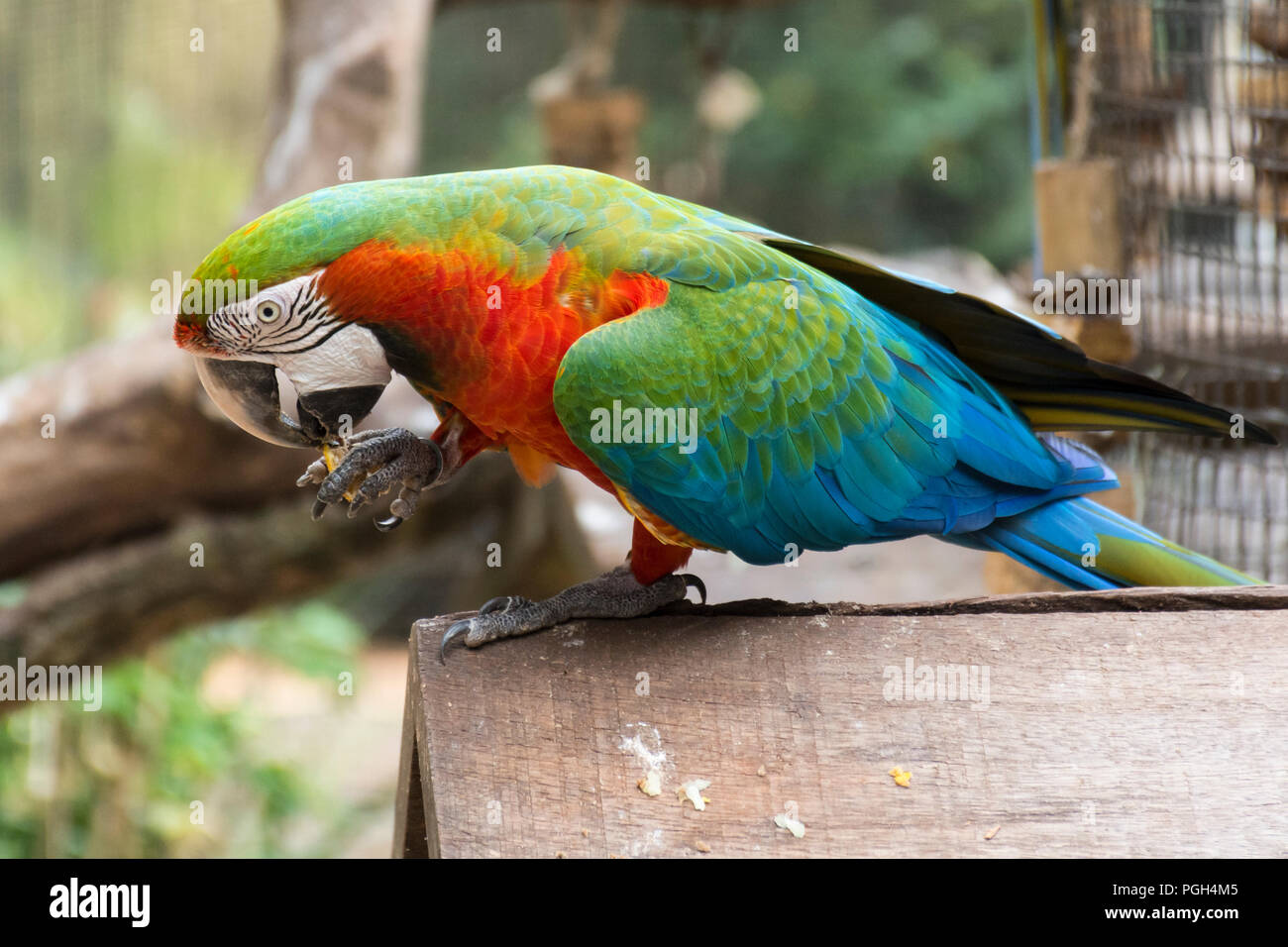 Harlequin macaw (Ara arlequin) at Bird Park, Foz do Iguacu, Brazil, South America Stock Photo