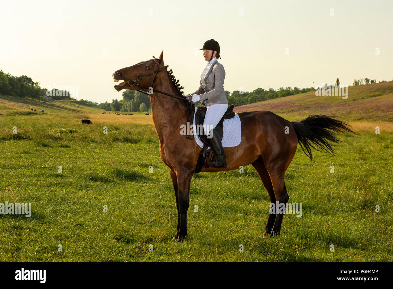 Young woman riding a horse on the green field. Horseback Riding