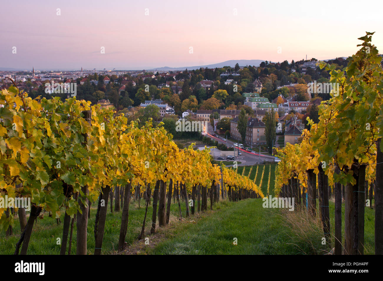Autumnal vineyard landscape in Vienna, Austria. Yellow colored leaves ...