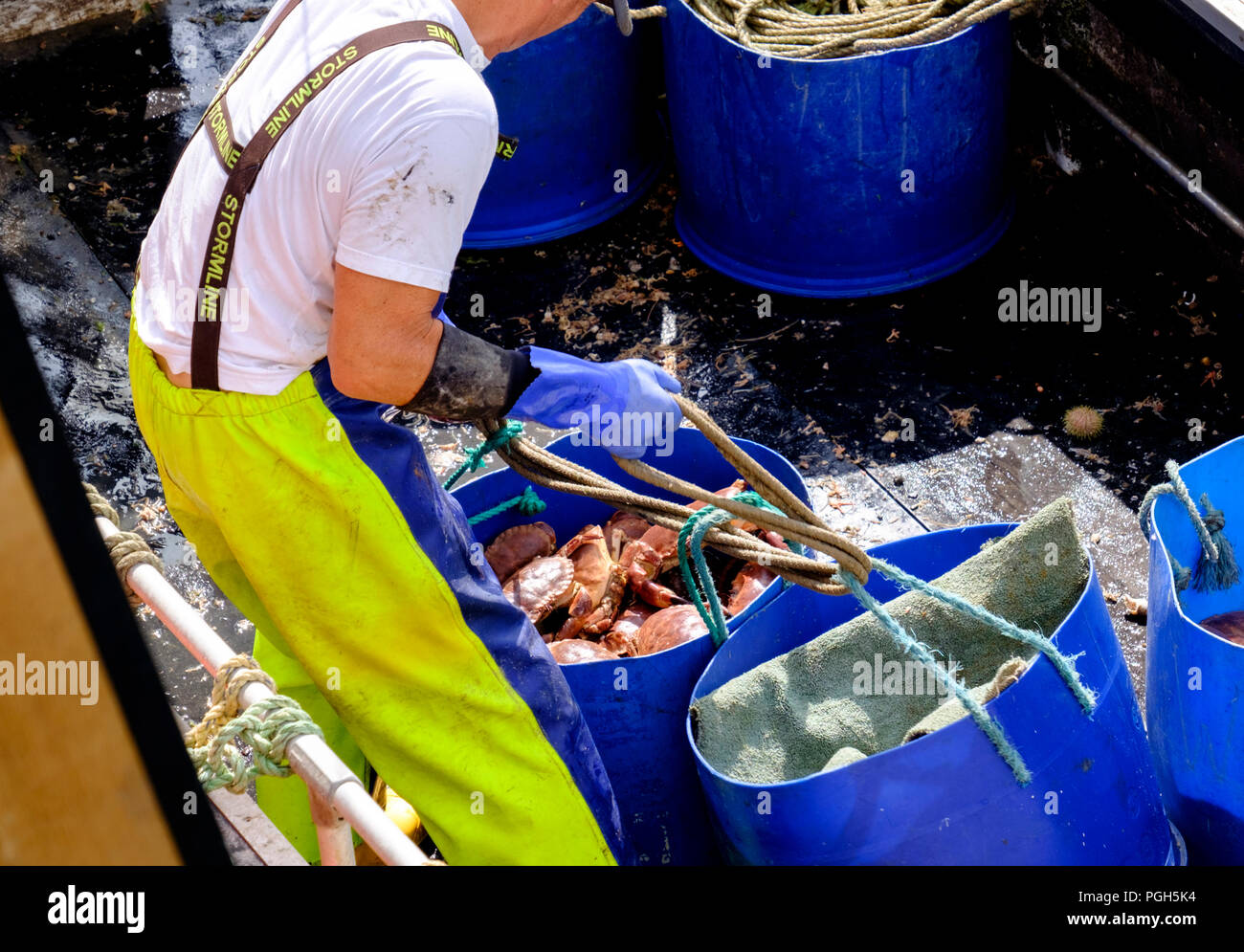 A crab fisherman brings in themornings catch, coverack Harbour on the