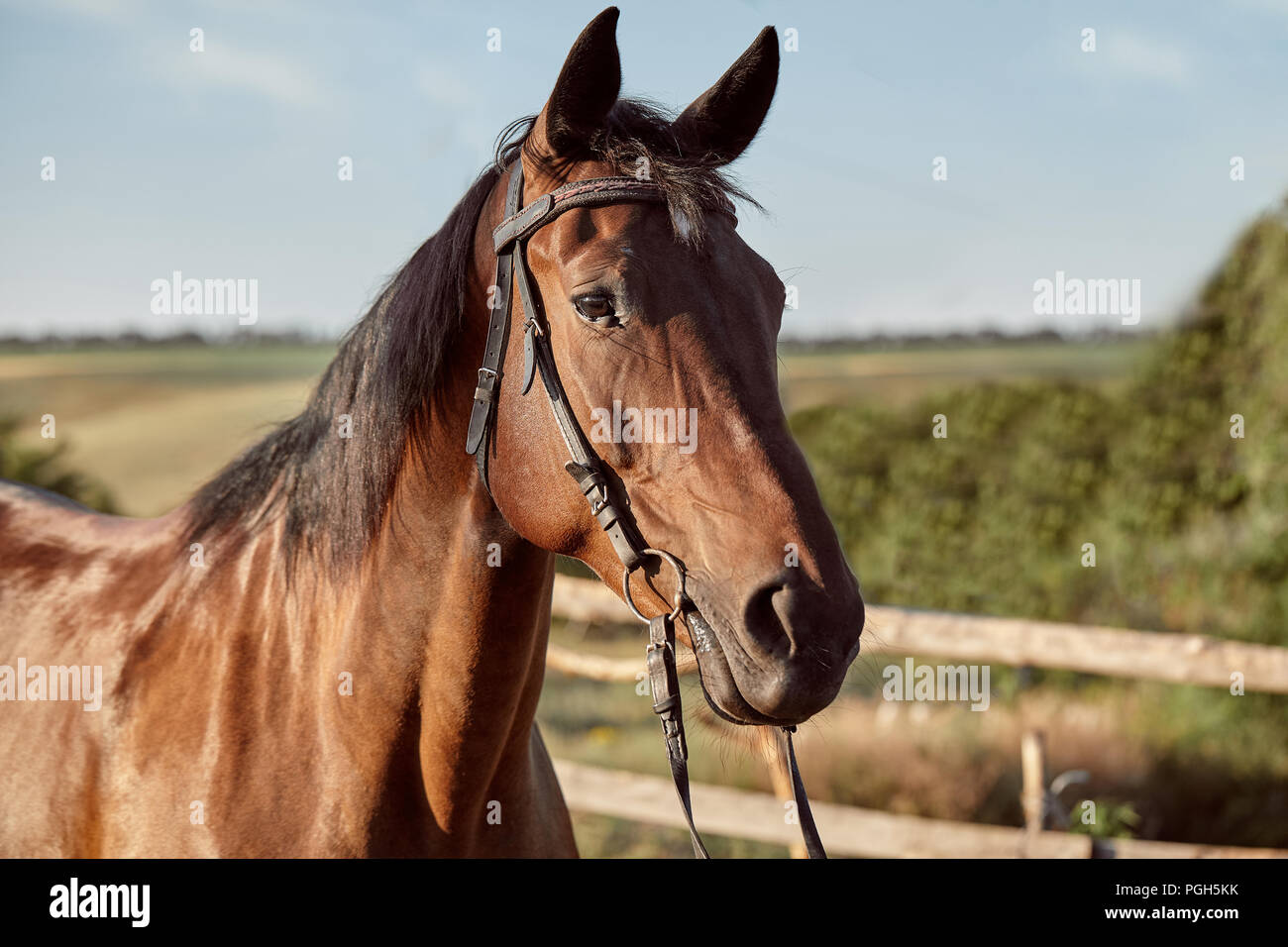Brown Horse High Resolution Stock Photography And Images Alamy