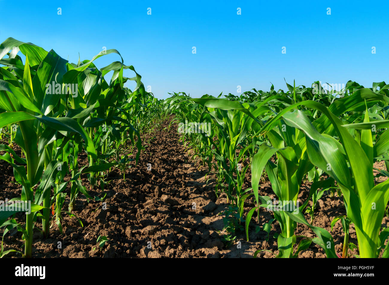 Mealies hires stock photography and images Alamy