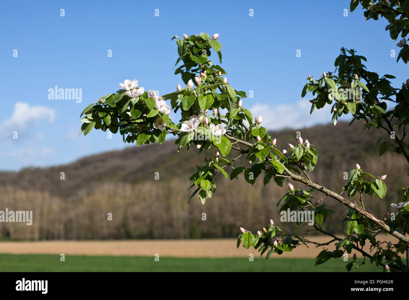 Hamlet Living Stock Photos Hamlet Living Stock Images Alamy