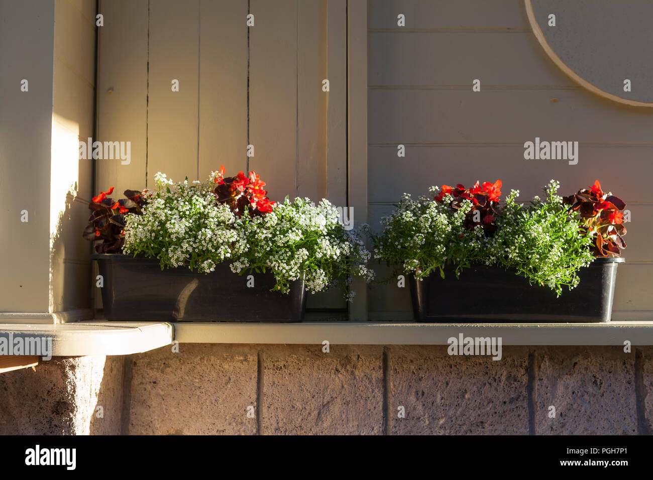 Flowerpot with blooming red flowers in front of wall in sunrays Stock ...