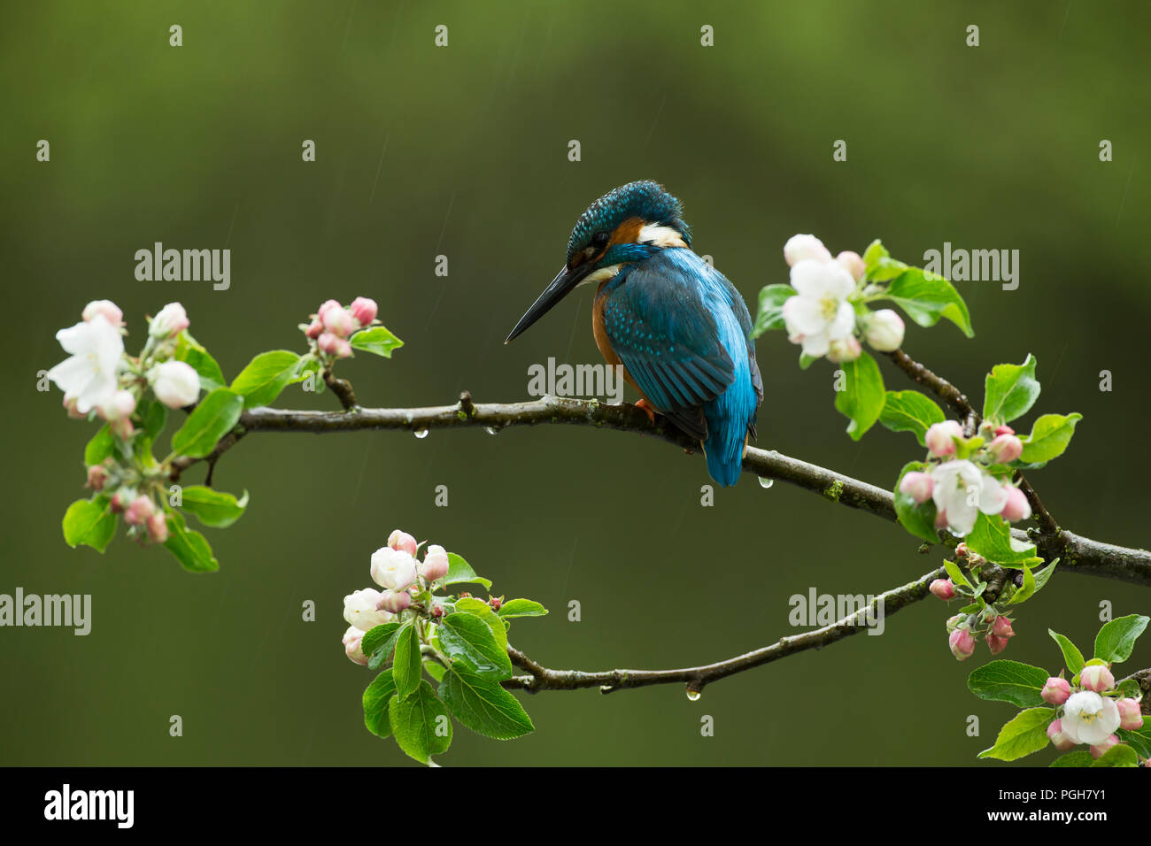 Kingfisher (Alcedo atthis) perched on a Spring branch during a rain shower Stock Photo
