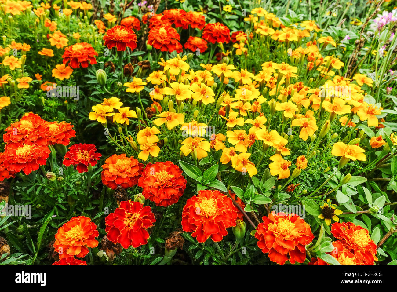 French Marigolds, Red Tagetes patula, Yellow Tagetes tenuifolia, Mixed marigolds annual flower bed plants Stock Photo