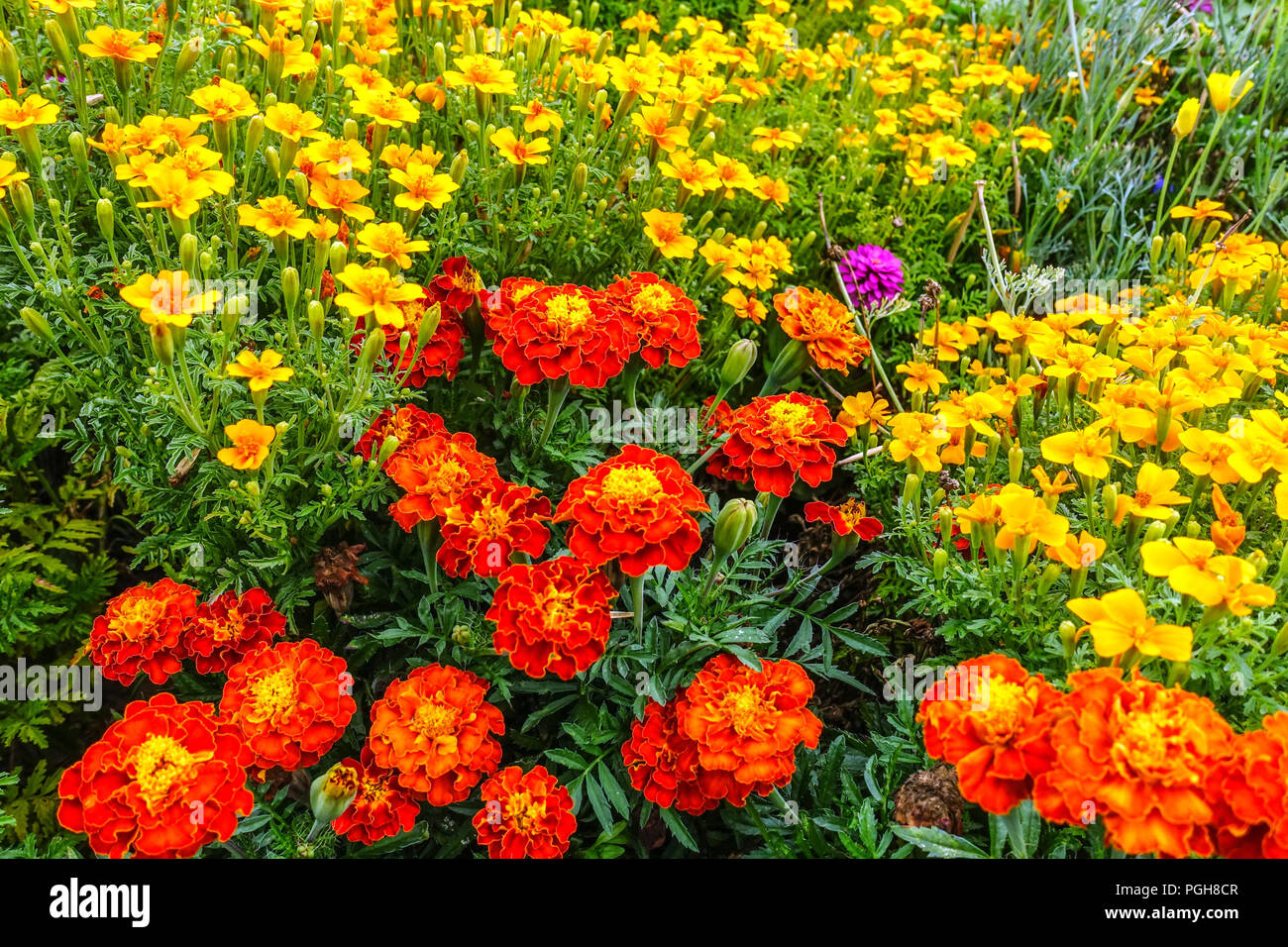 Marigold, Red Tagetes patula, Yellow Tagetes tenuifolia, Mixed marigolds border garden Stock Photo