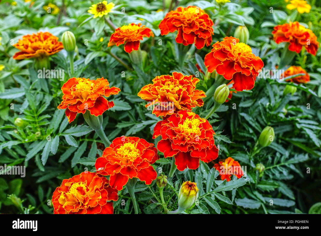 Semi Di Tagete Nana Marietta Rossa (Tagetes Patula Nana) - Fiori Color Mogano E Arancio, Per Aiuole E Vasi, Altezza 20-30 Cm