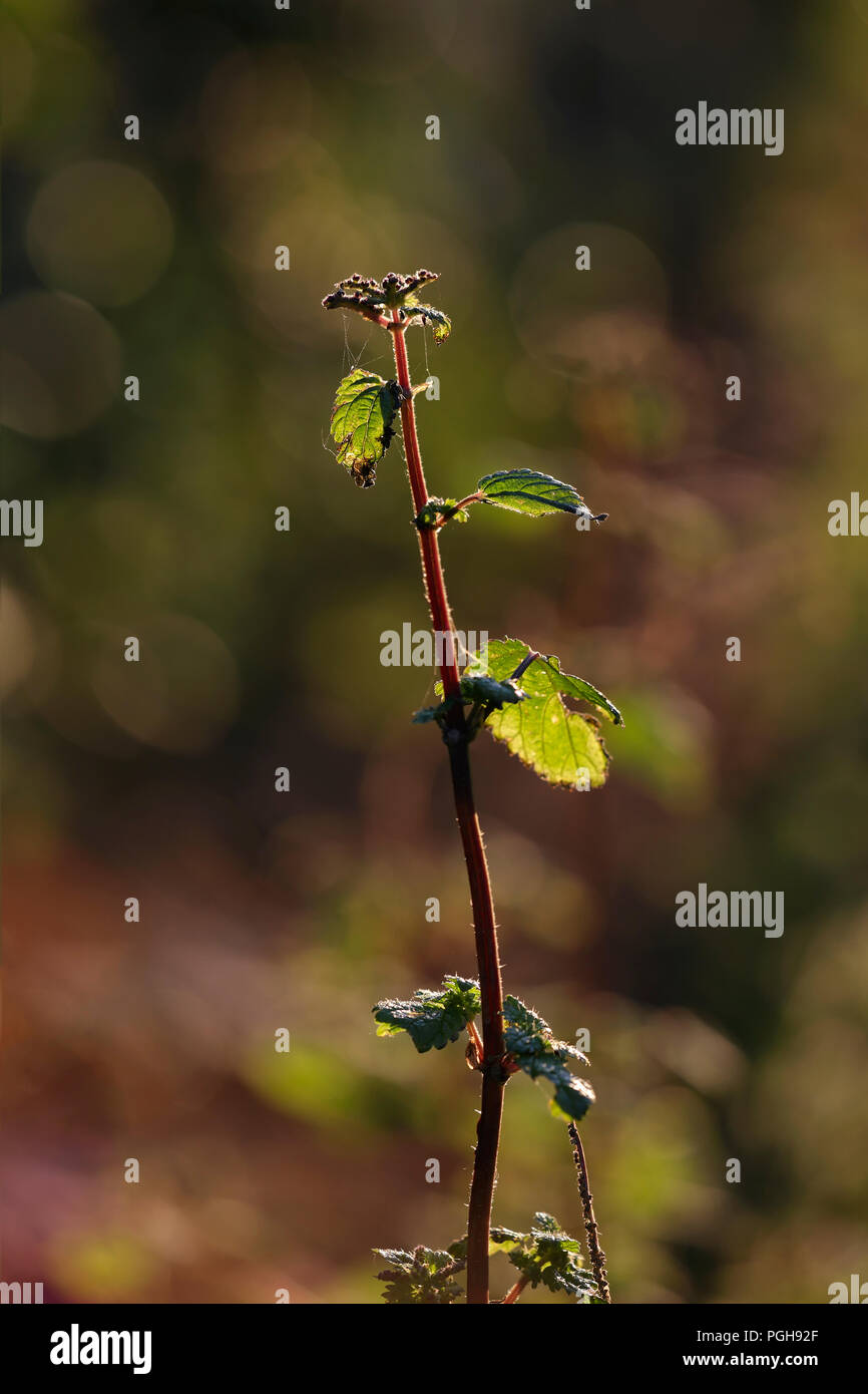 Bramble nature hi-res stock photography and images - Alamy