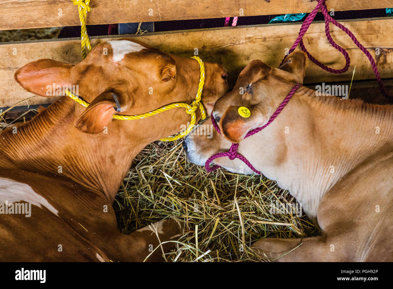 Brooklyn fair brooklyn connecticut usa stock photo alamy