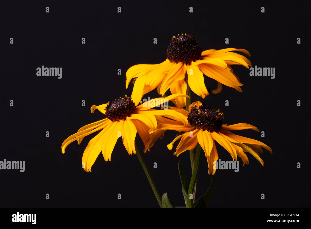 An image of three Rudbeckia flowers, a North American plant of the daisy family with yellow or orange flowers and a dark cone-like centre, taken again Stock Photo