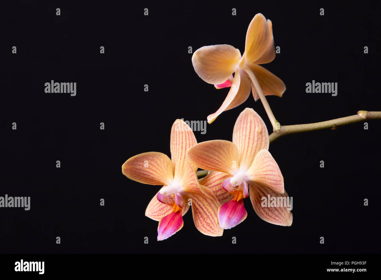 An image of an Orchid stem with three flowers taken against a black background. Stock Photo