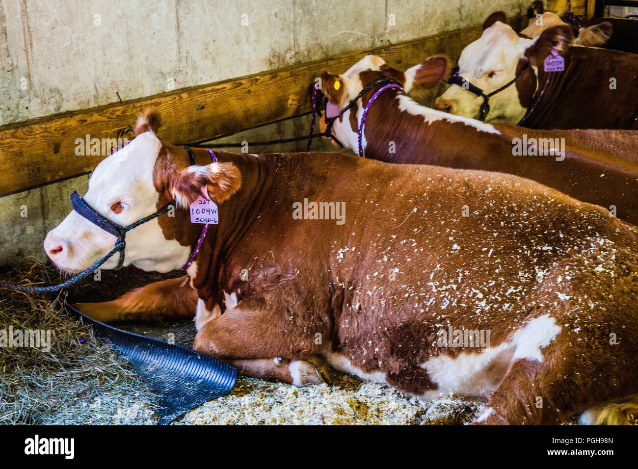 Brooklyn Fair Brooklyn, Connecticut, USA Stock Photo Alamy