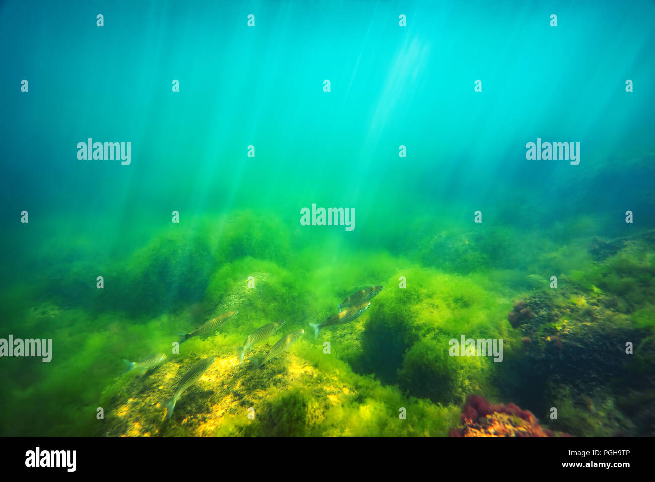 Underwater image of small fishes swimming in the sea Stock Photo