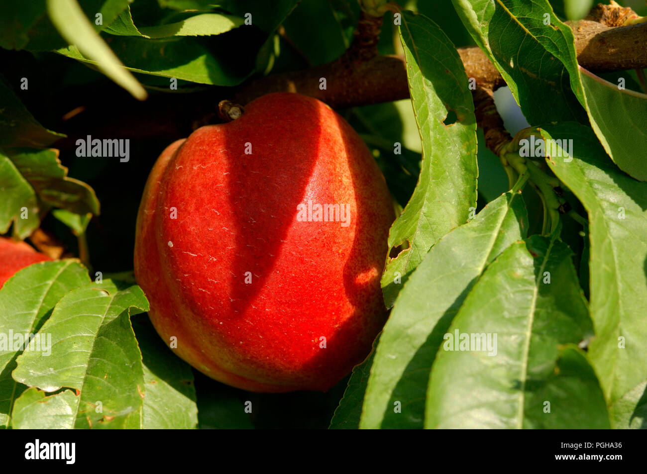 Nectarine (Persica vulgaris) Gard (30) Southern France Nectarine
