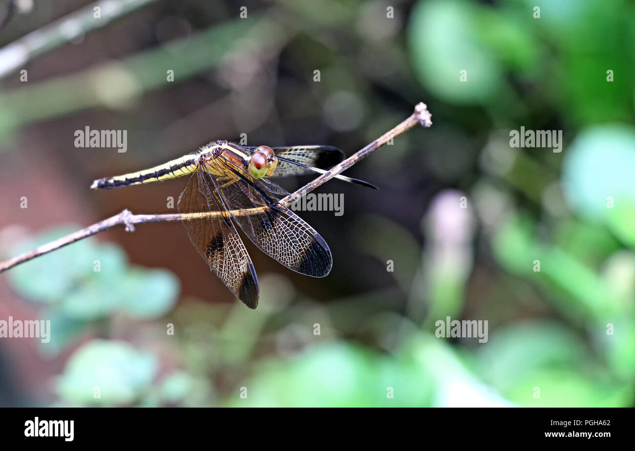 Colorful dragon fly perched on dry plant twig Stock Photo