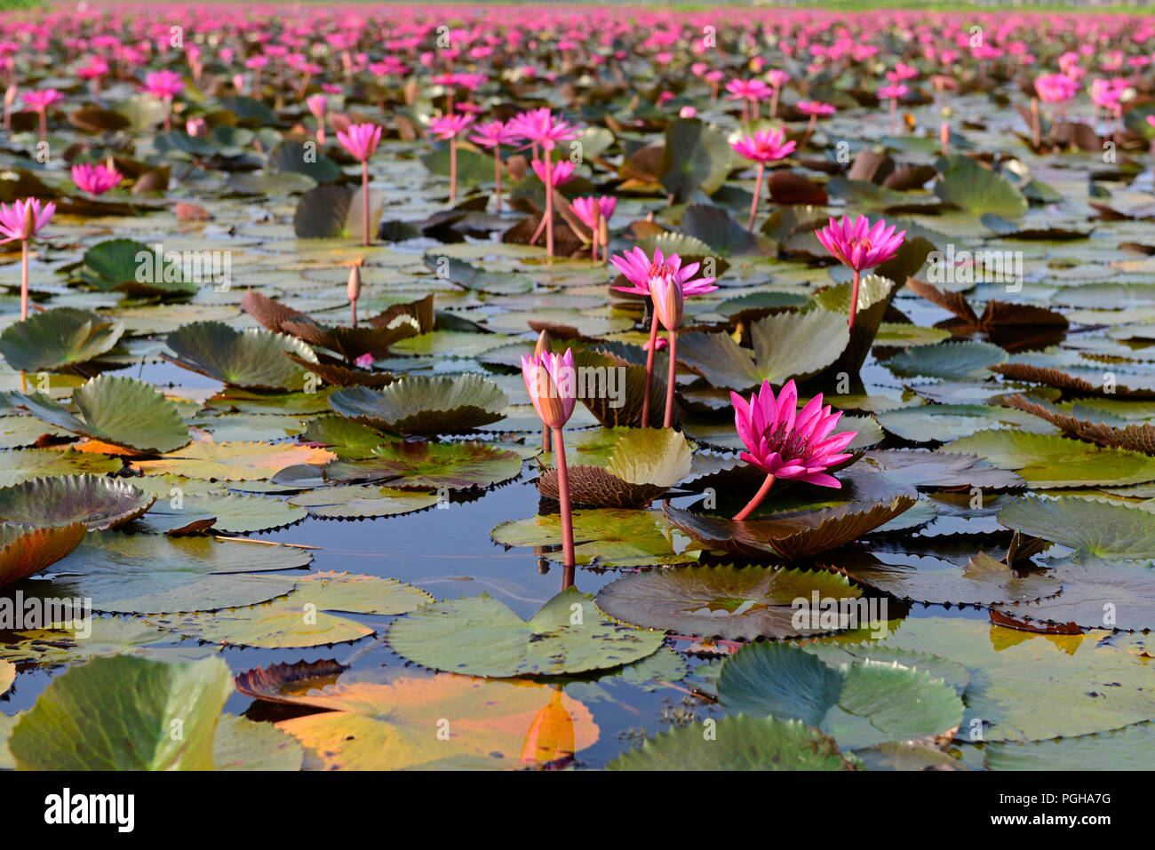Red Indian water lily, open flower (Nymphaea pubescens), Tale Noi, Patthalung, Thailand Nénuphar Stock Photo
