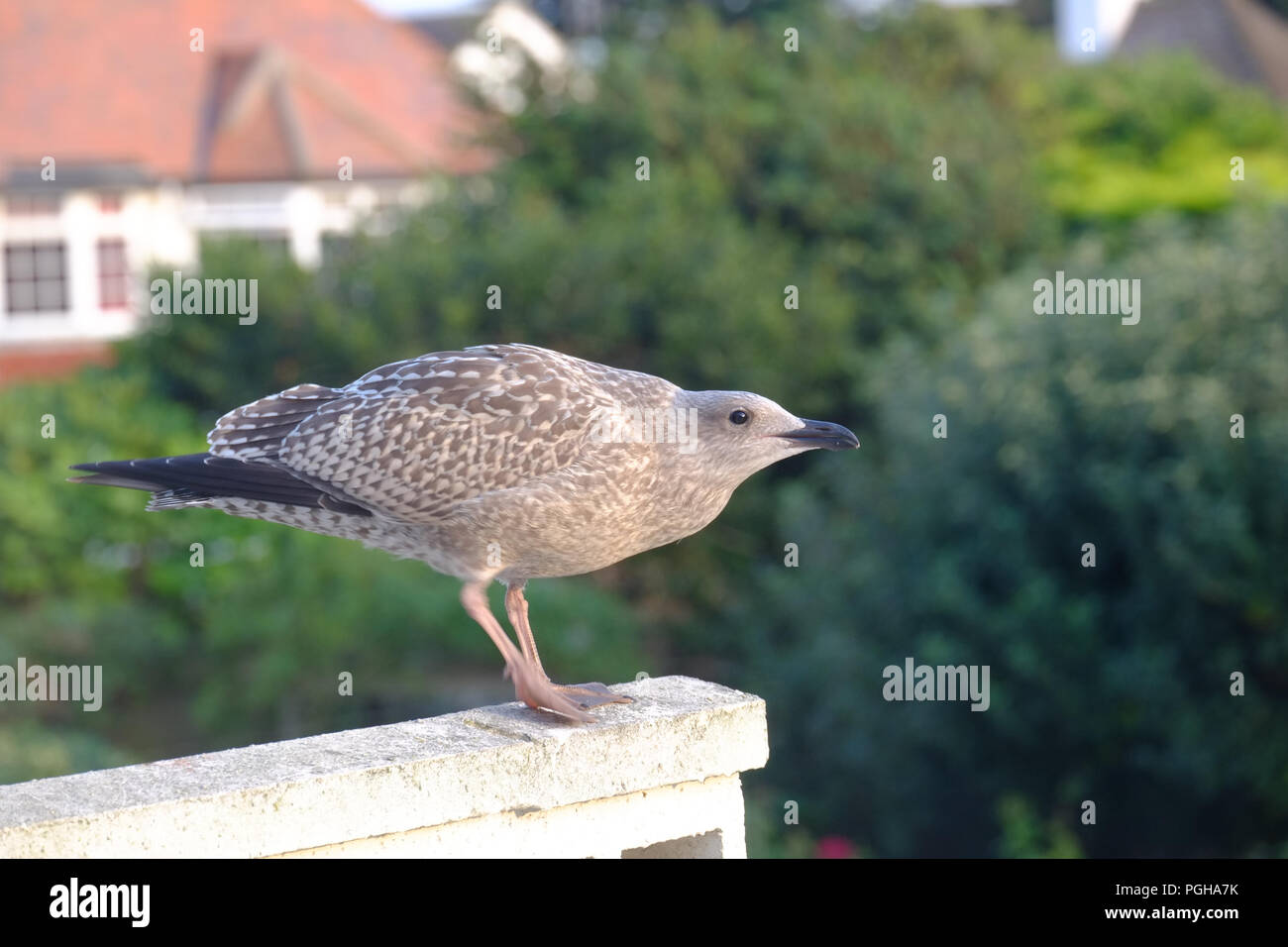 Newly fledged European Herring Gull looking for scraps of food in suburban gardens Stock Photo