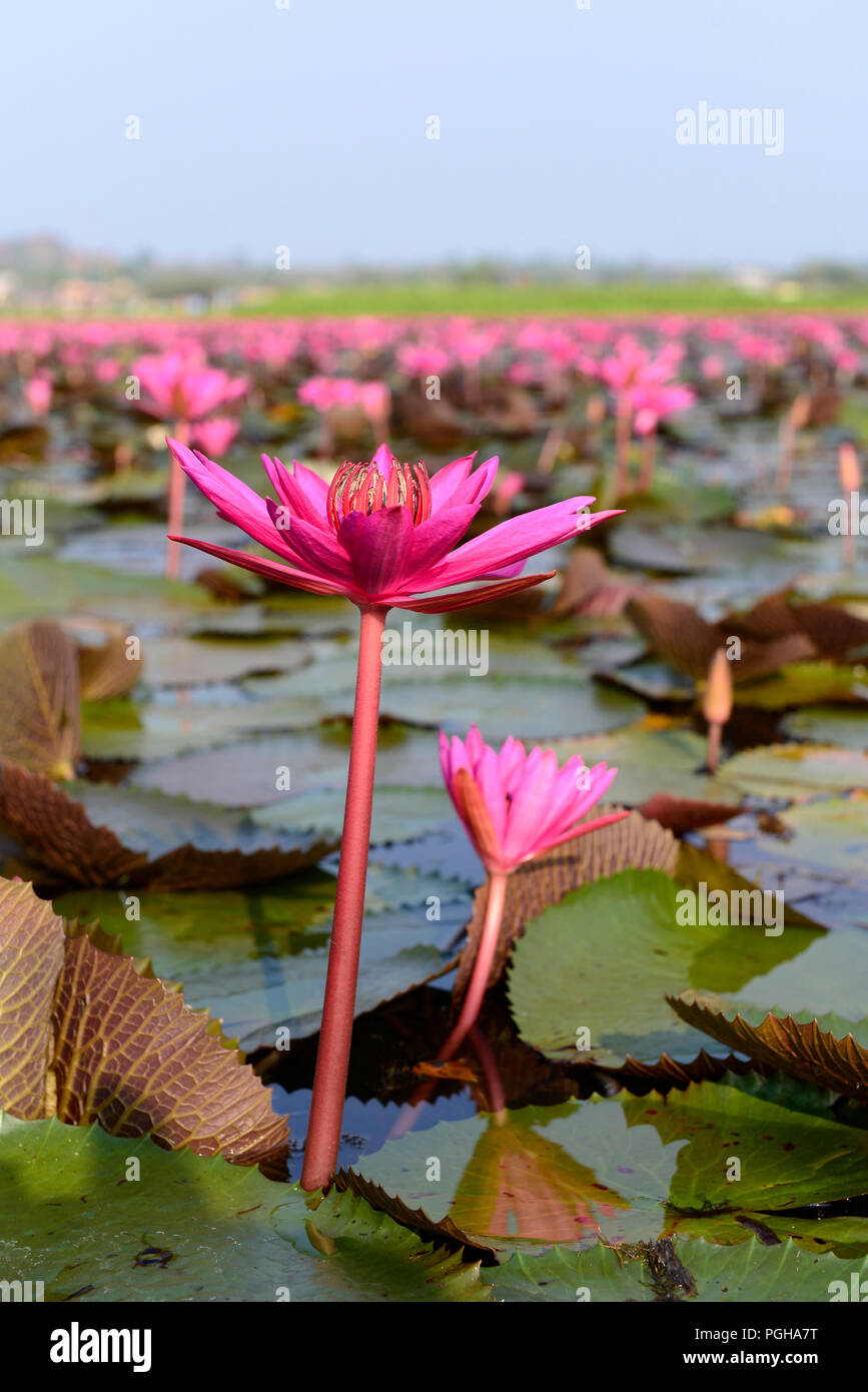 Red Indian water lily, open flower (Nymphaea pubescens), Tale Noi, Patthalung, Thailand Nénuphar Stock Photo
