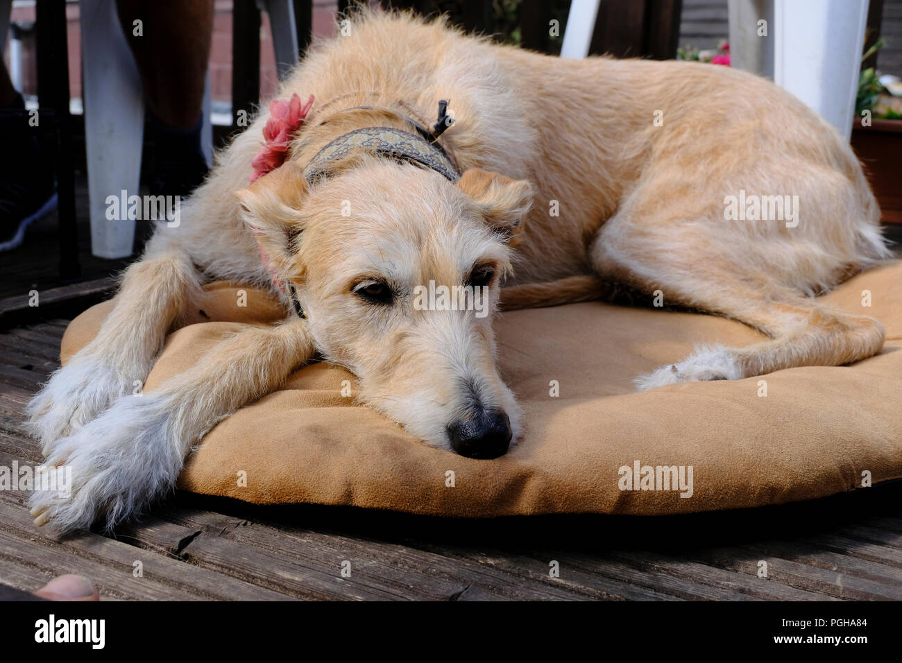 Rough coated female Lurcher relaxing on her dog bed Stock Photo