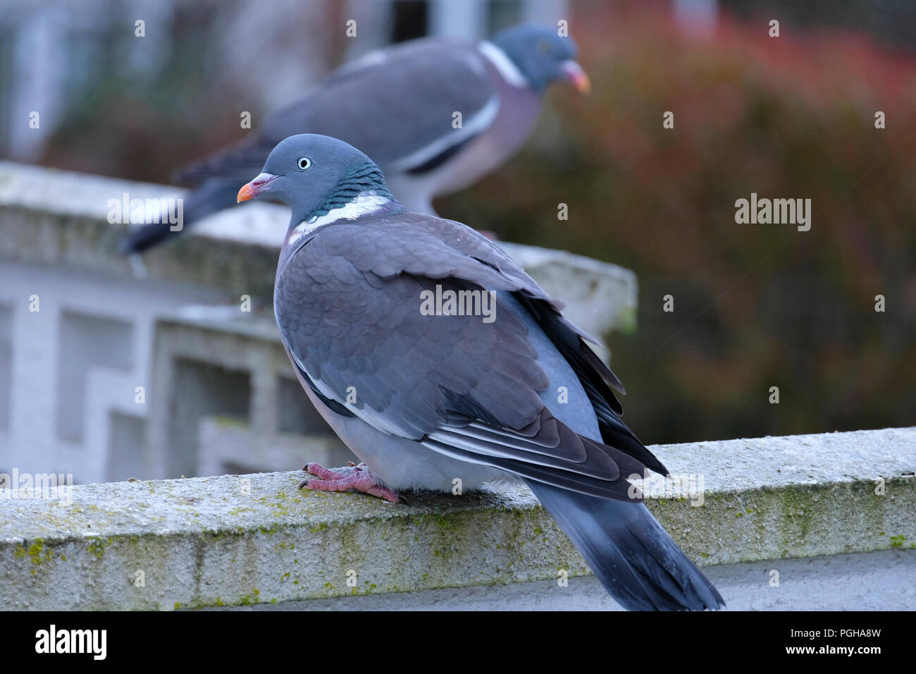 Pair of Wood Pigeons perched on garden wall Stock Photo