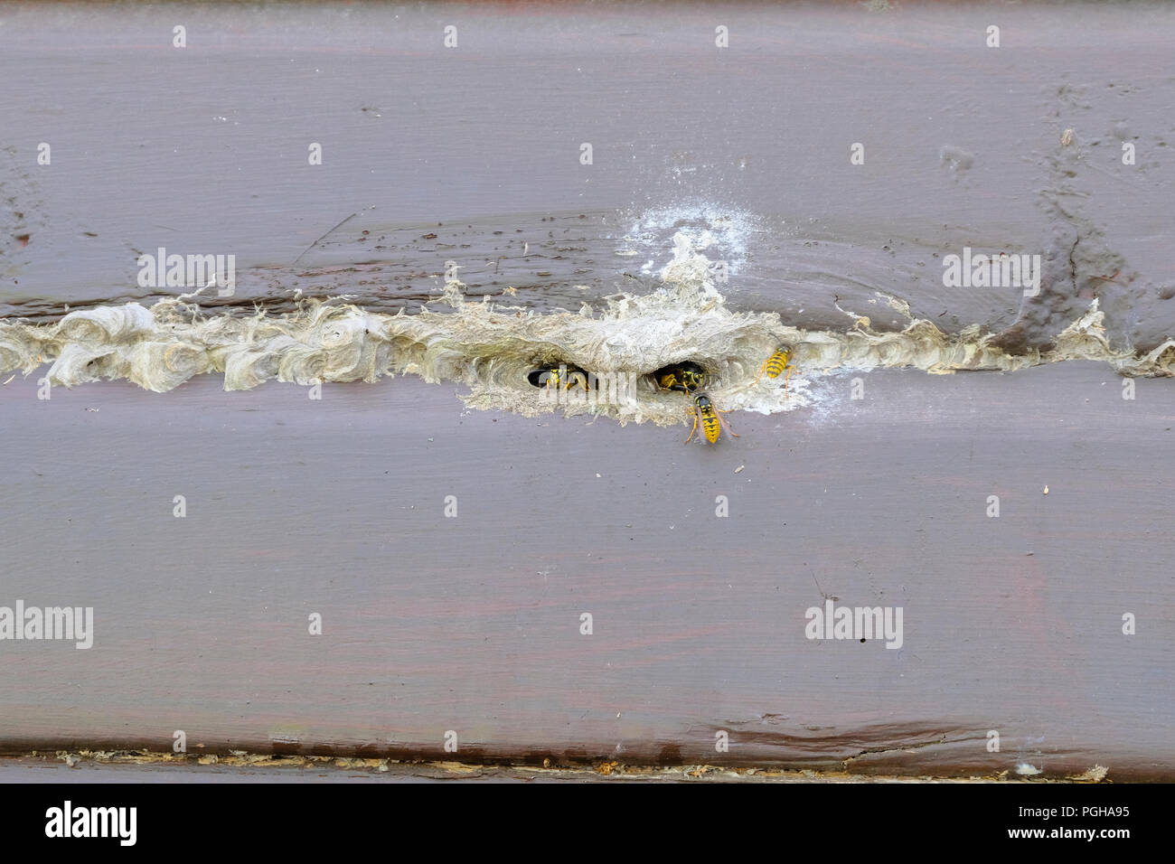 Wasps' nest made in side wall of a wooden stable Stock Photo