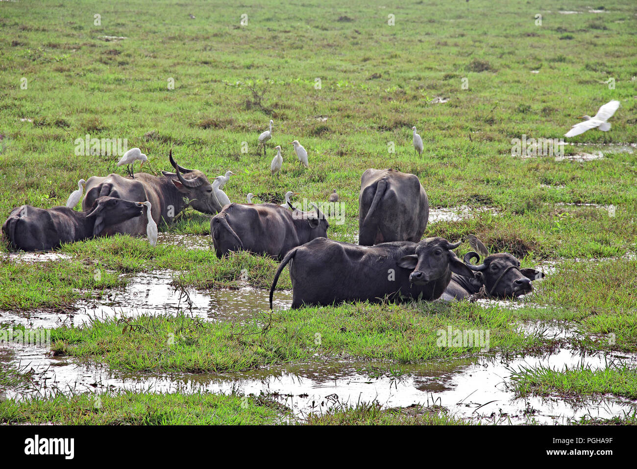 Herd of Indian water buffaloes grazing in marshy grass field, along with flock of white egret birds Stock Photo