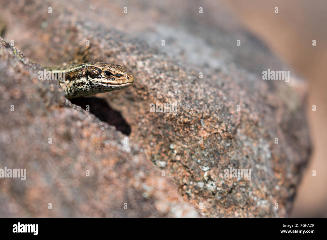 Common Lizard, Scotland Stock Photo Alamy