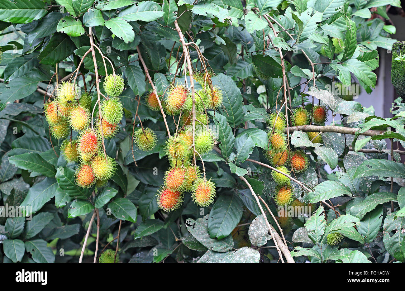 Clusters of ripening spiky red Rambutan fruits growing in tree from Kerala, India. Stock Photo