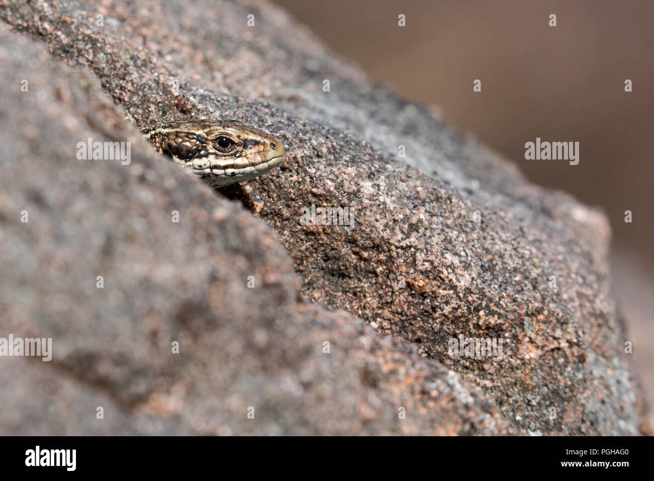 Common Lizard, Scotland Stock Photo Alamy