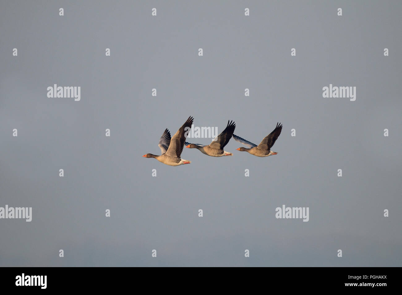 Greylag Goose (Anser anser) - Flight Oie cendrée Stock Photo