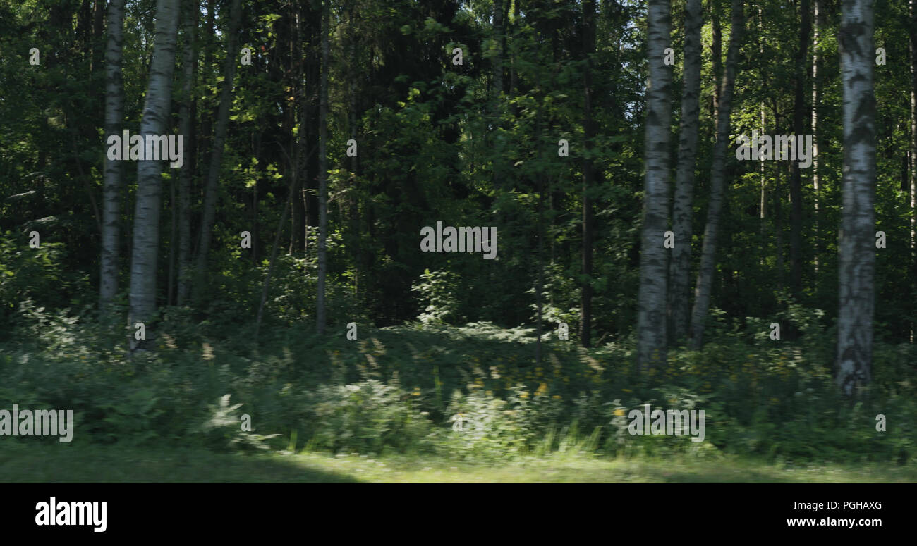 Motion blurred side view of green mixed forest on a sunny summer day ...